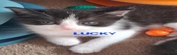 Ragdoll cats for sale: CUTE SOLID RAGDOLL KITTENS  - Advert 12