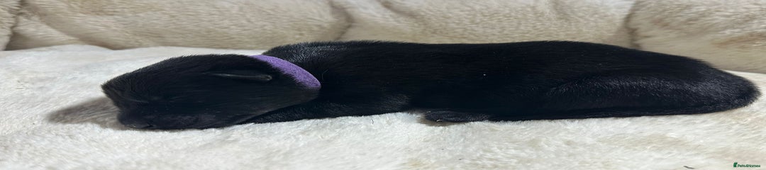 German Shepherd Puppy 8