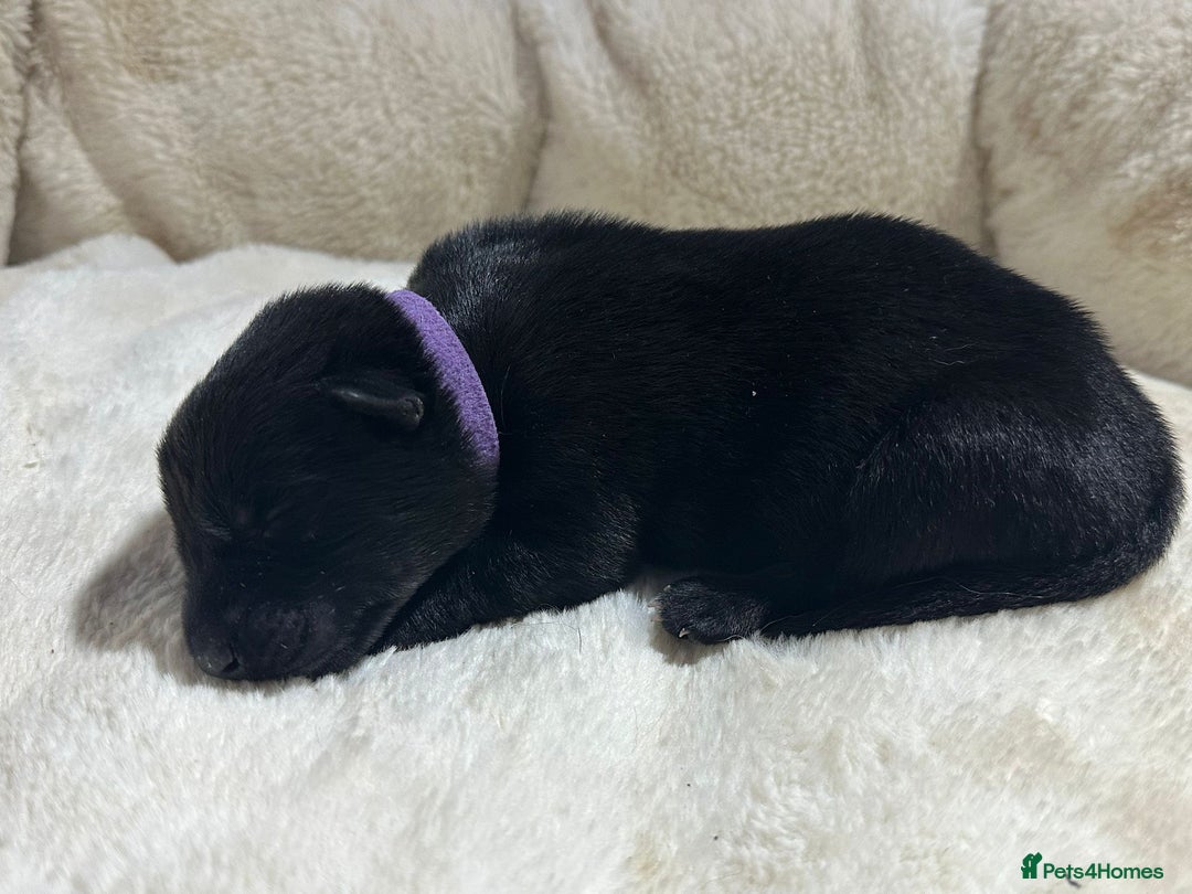 German Shepherd dogs for sale: German Shepherd's from DDR and Czech bloodlines.  - Image 15