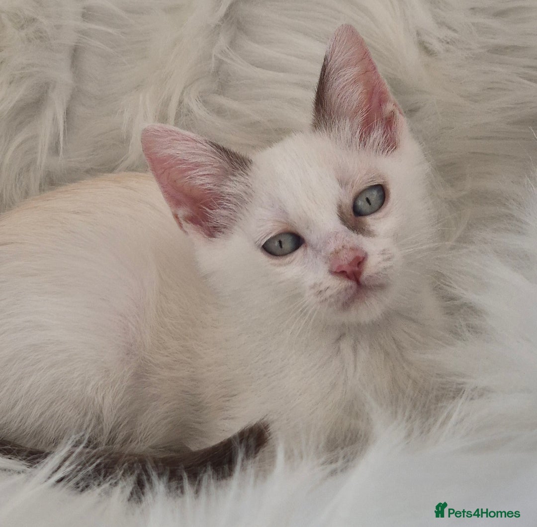 Mixed Breed cats for sale: Adorable Pedigree kitten - GCCF - REDUCED PRICE - Image 4