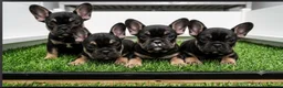 French Bulldog dogs for sale: 6 girls 1 boy  in Maidstone - Advert 1