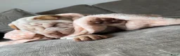 Shar Pei dogs for sale: Shar-pei in Washington - Advert 14