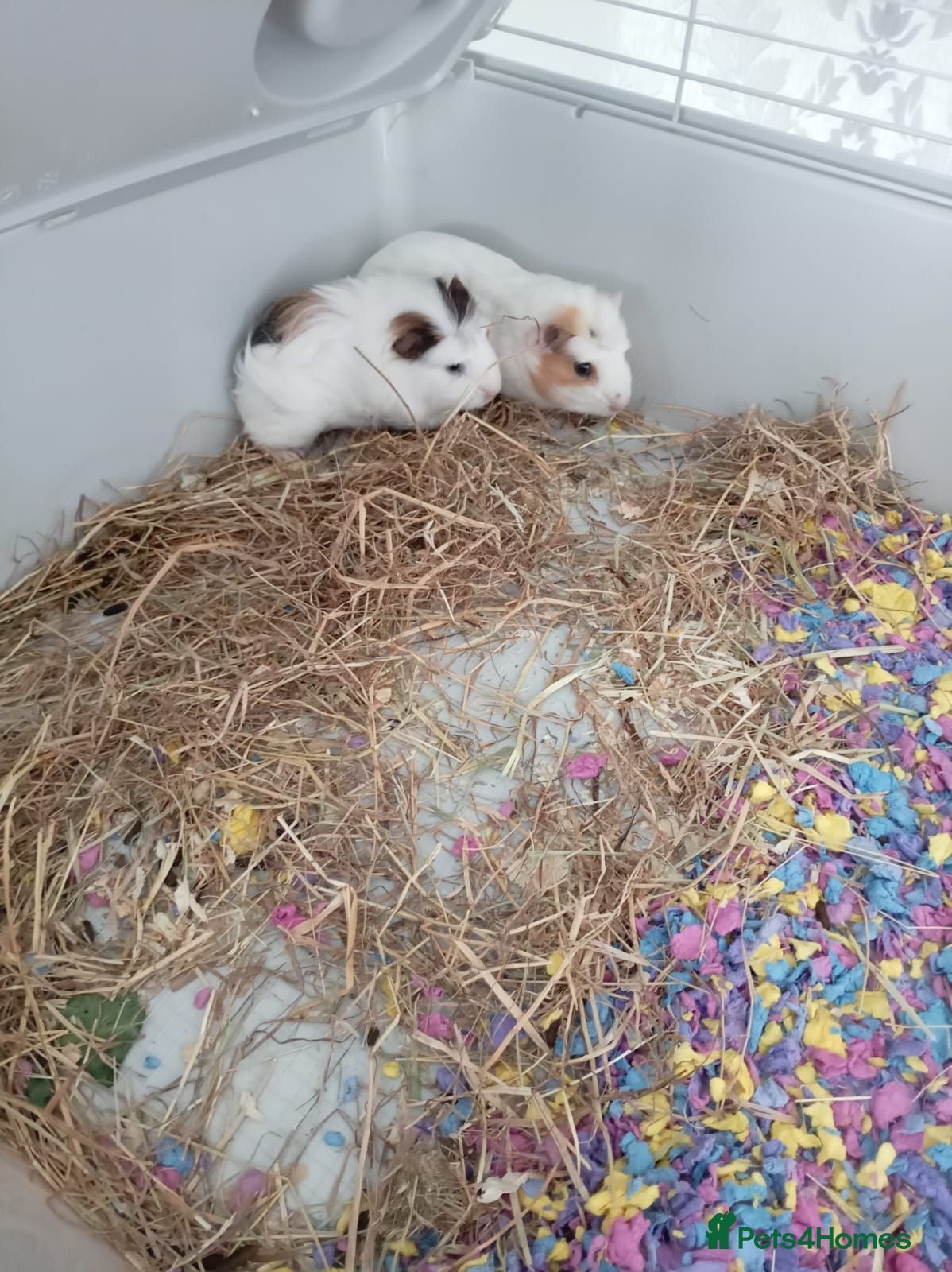 Guinea Pig rodents 2 male brothers ginnypigs  - Advert 12