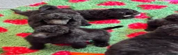 Standard Poodle dogs for sale: STANDARD POODLE PUPPIES FULLY TESTED PARENTS  - Advert 14