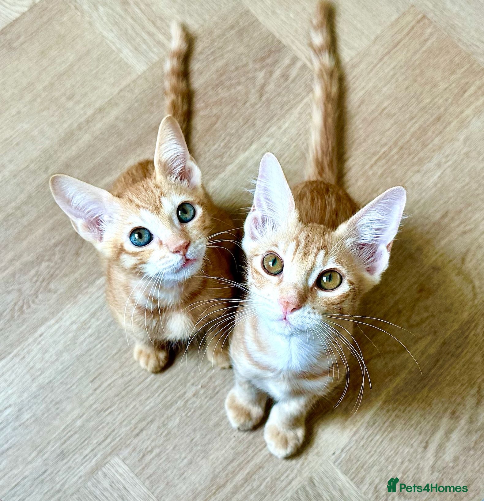 Arabian Mau cats Two Male Rescue Kittens for Adoption Together - Advert 8