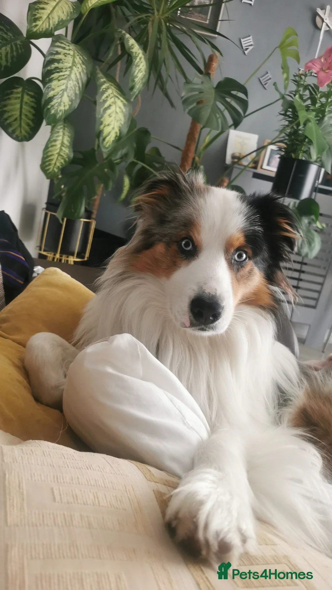 Border Collie dogs for stud: Hugo  - Image 5