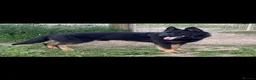 German Shepherd dogs for stud: Strong policia Slovakia stud  - Advert 4