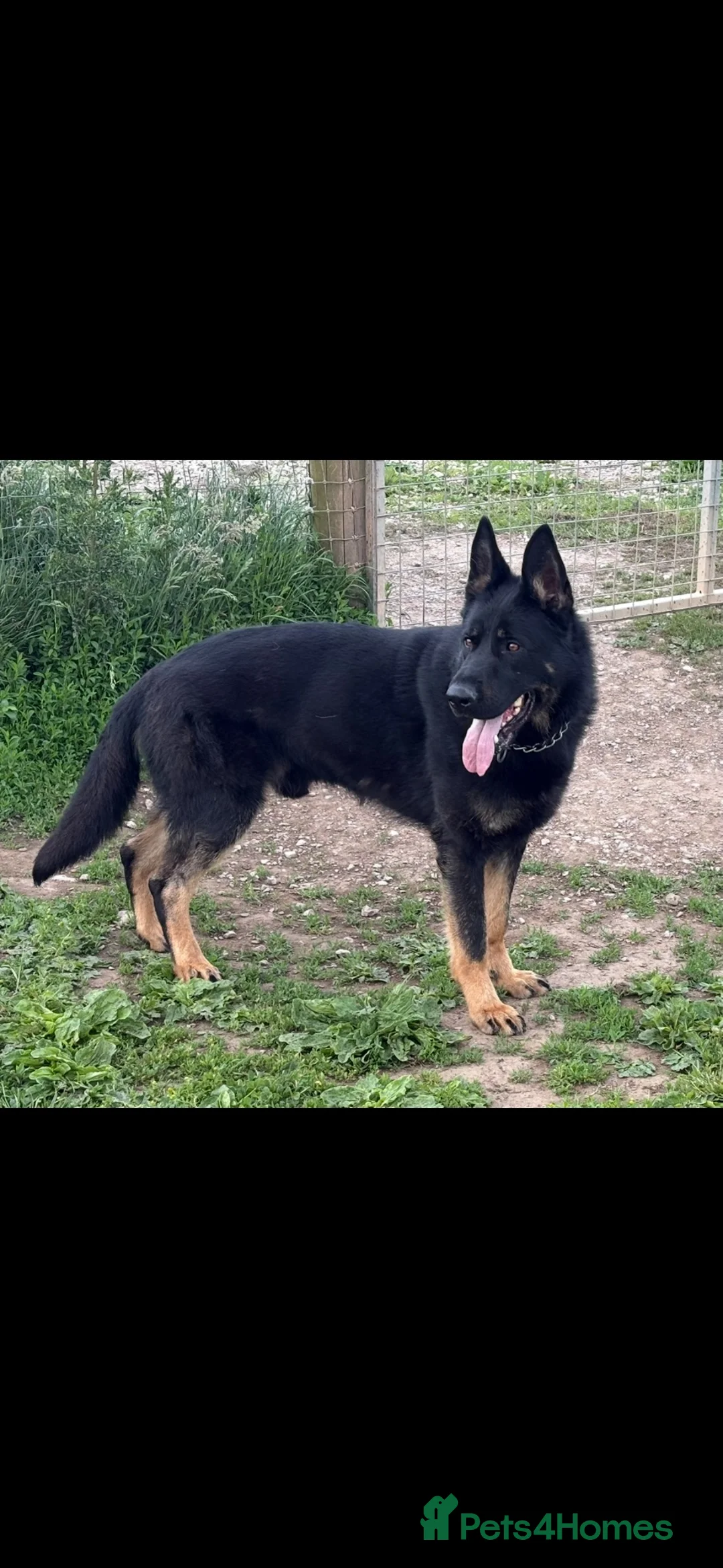 German Shepherd dogs for stud: Strong policia Slovakia stud  - Advert 4