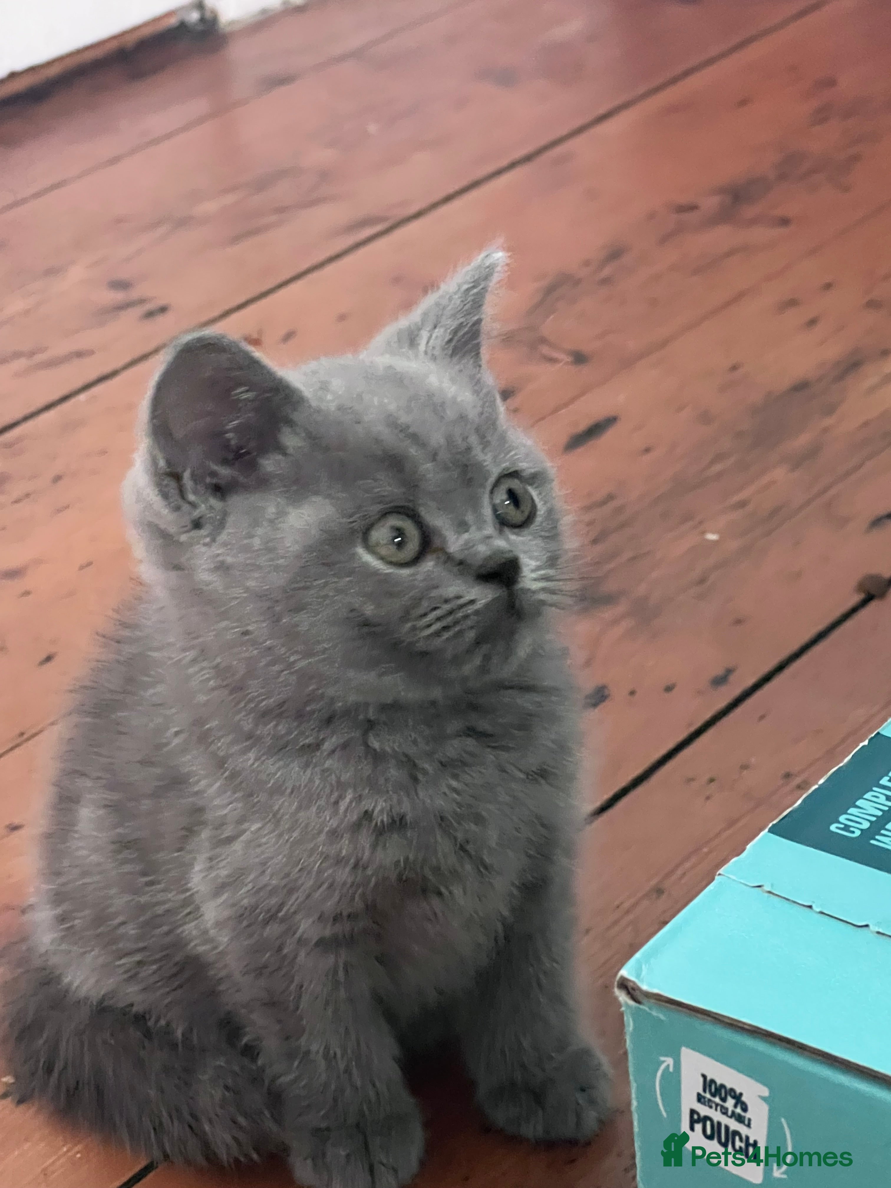 British Shorthair cats Beautiful GCCF kittens - Ready Now  - Advert 2