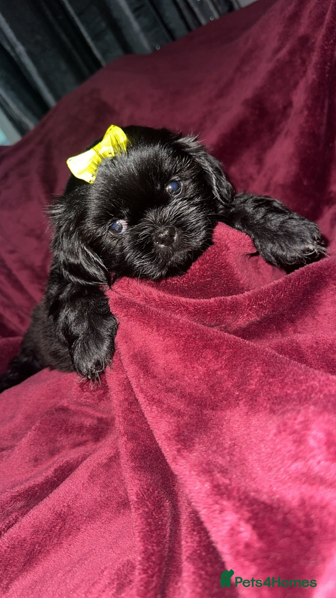 Shih Tzu dogs for sale: Shih Tzu Puppies  - Image 14
