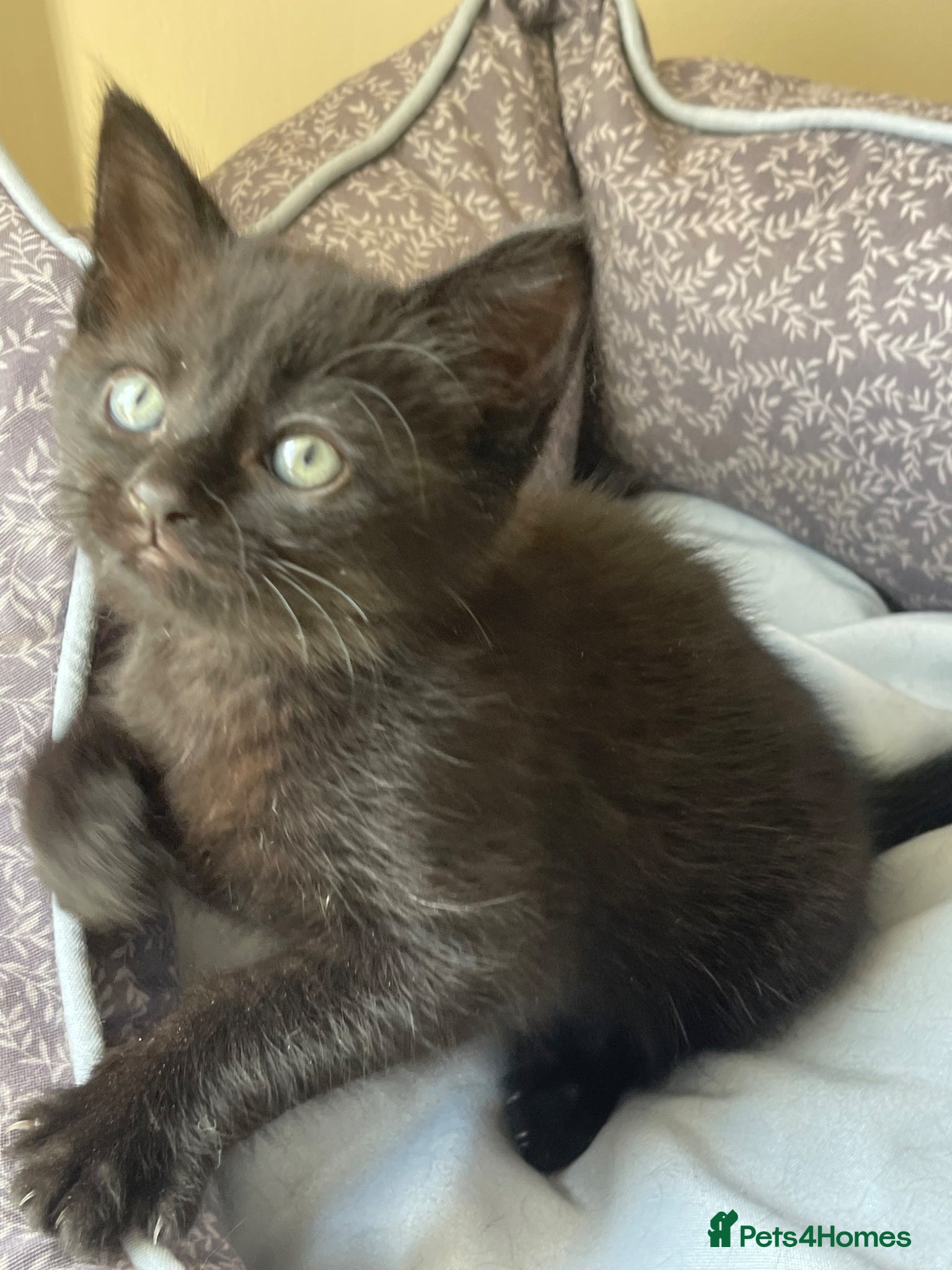 Mixed Breed cats Black Male Kitten - Advert 13