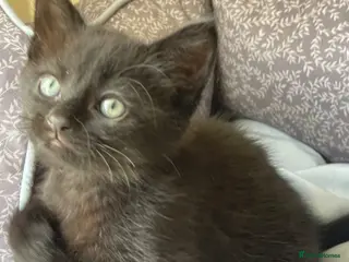 Mixed Breed cats Black Male Kitten - Advert 13