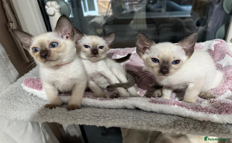 Siamese cats 3 affectionate Siamese kittens available  - Advert 1