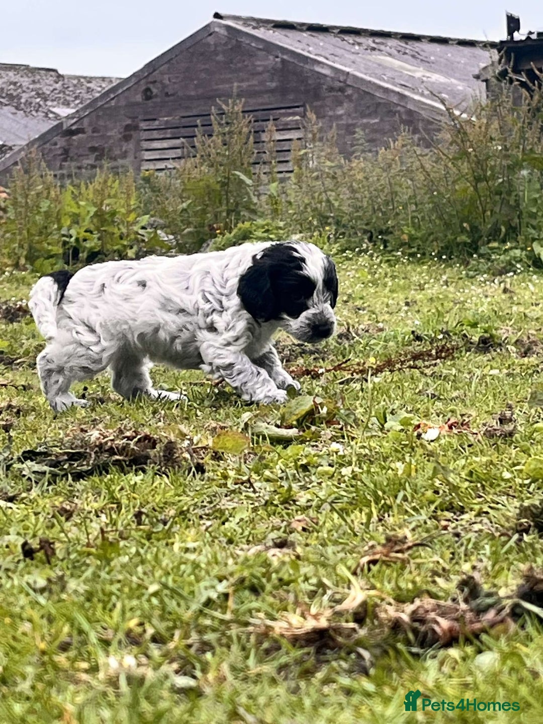 Cockapoo dogs for sale: Gorgeous Cockapoo puppies  - Image 4