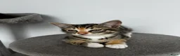 Mixed Breed cats for sale: 5 beautiful kittens ready for their forever home - Advert 5