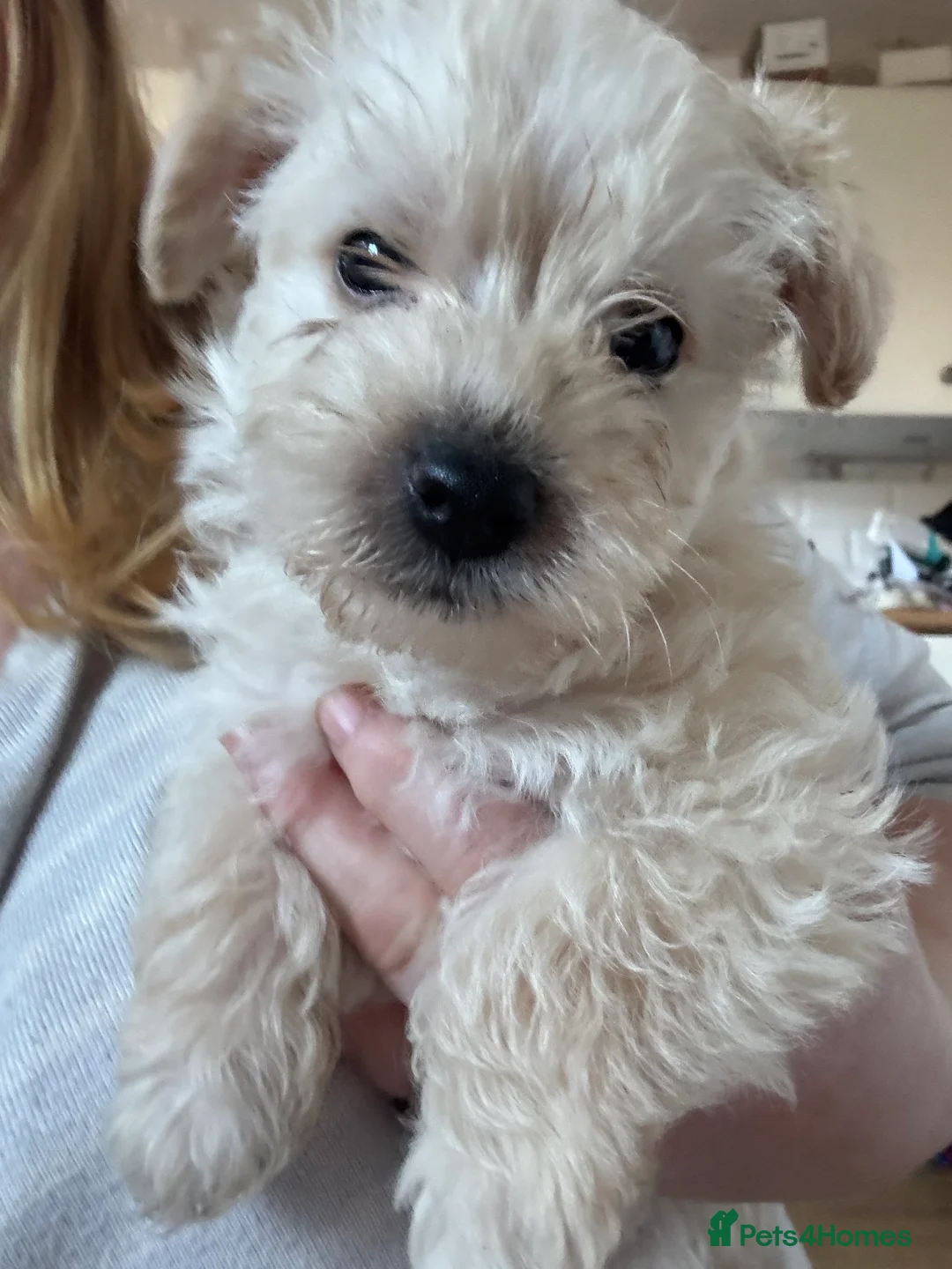 Westiepoo dogs for sale: Westiepoos in Chester-le-Street - Advert 8