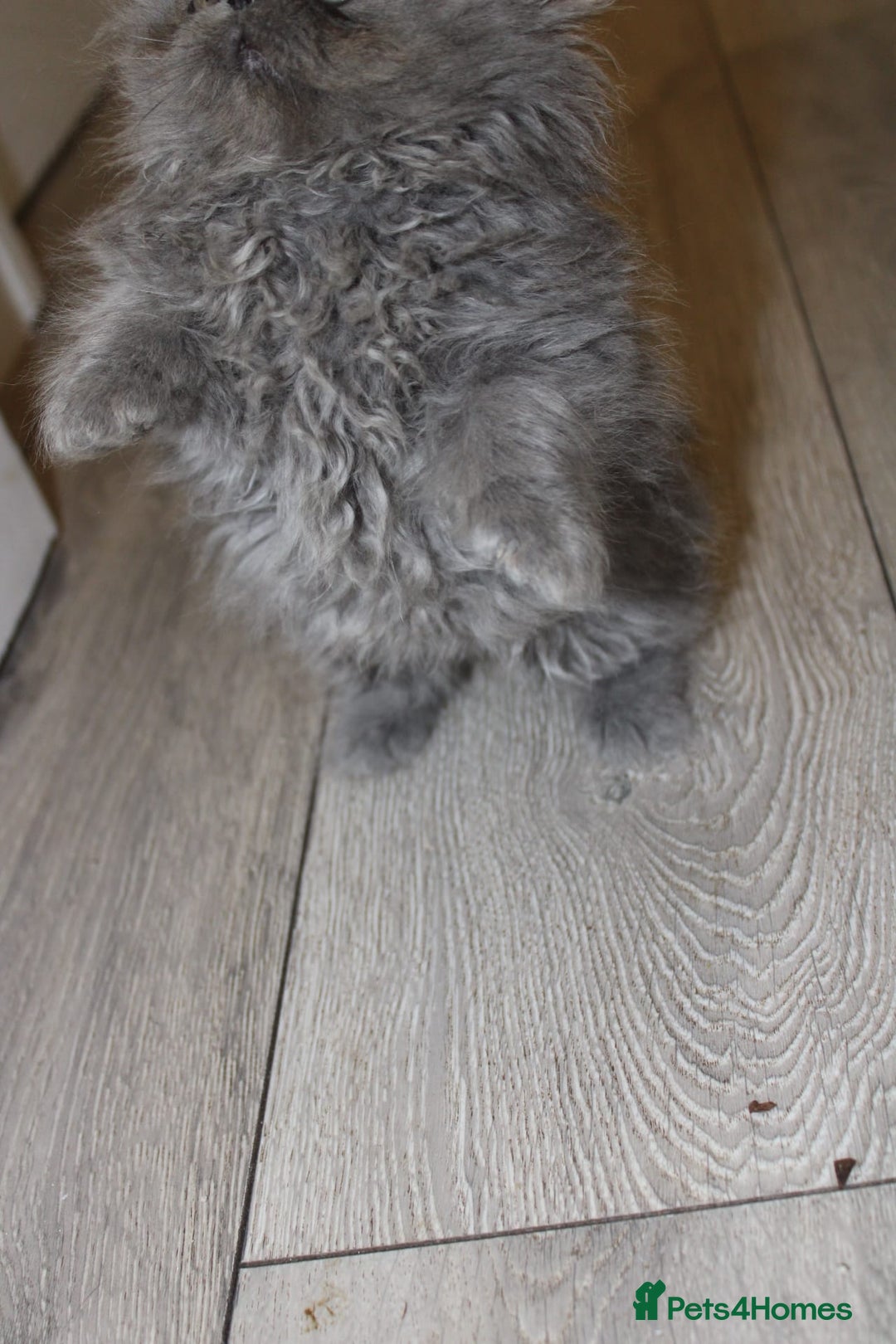 Persian cats for sale: Beautiful Female Kittens Ready for Loving Homes - Advert 19