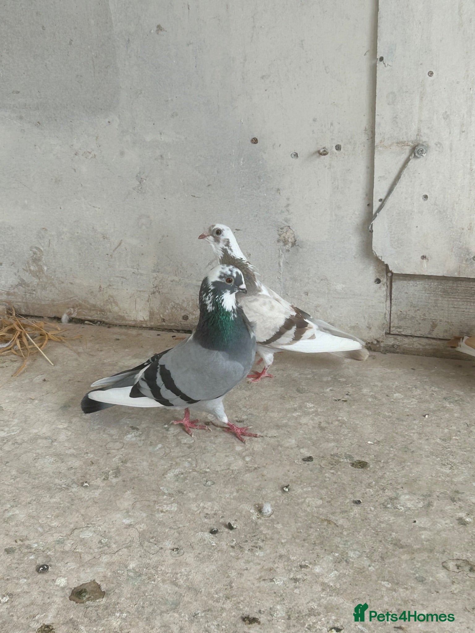 Pigeons birds spanish figuerita pair SELL/SWAP - Advert 2
