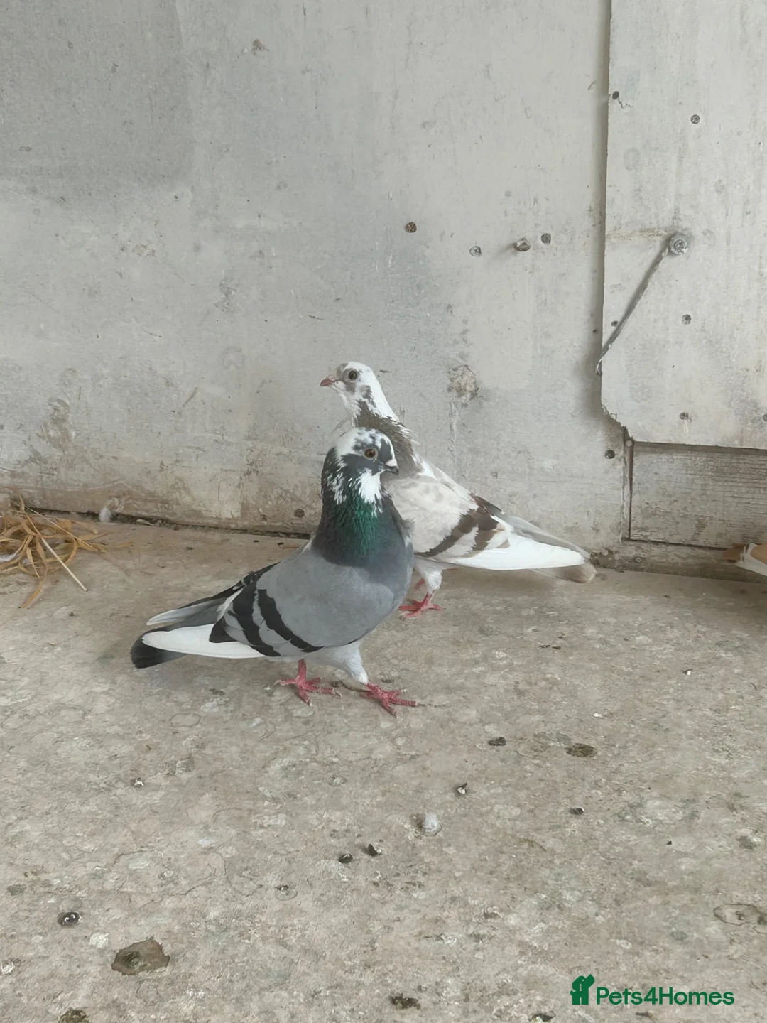 Pigeons birds for sale: spanish figuerita pair SELL/SWAP - Advert 1