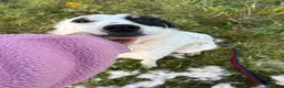 Mixed Breed dogs for adoption: Badger - Badersfield Norfolk  - Advert 4