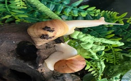 Snails invertebrates for sale: Giant African land snails  - Image 3