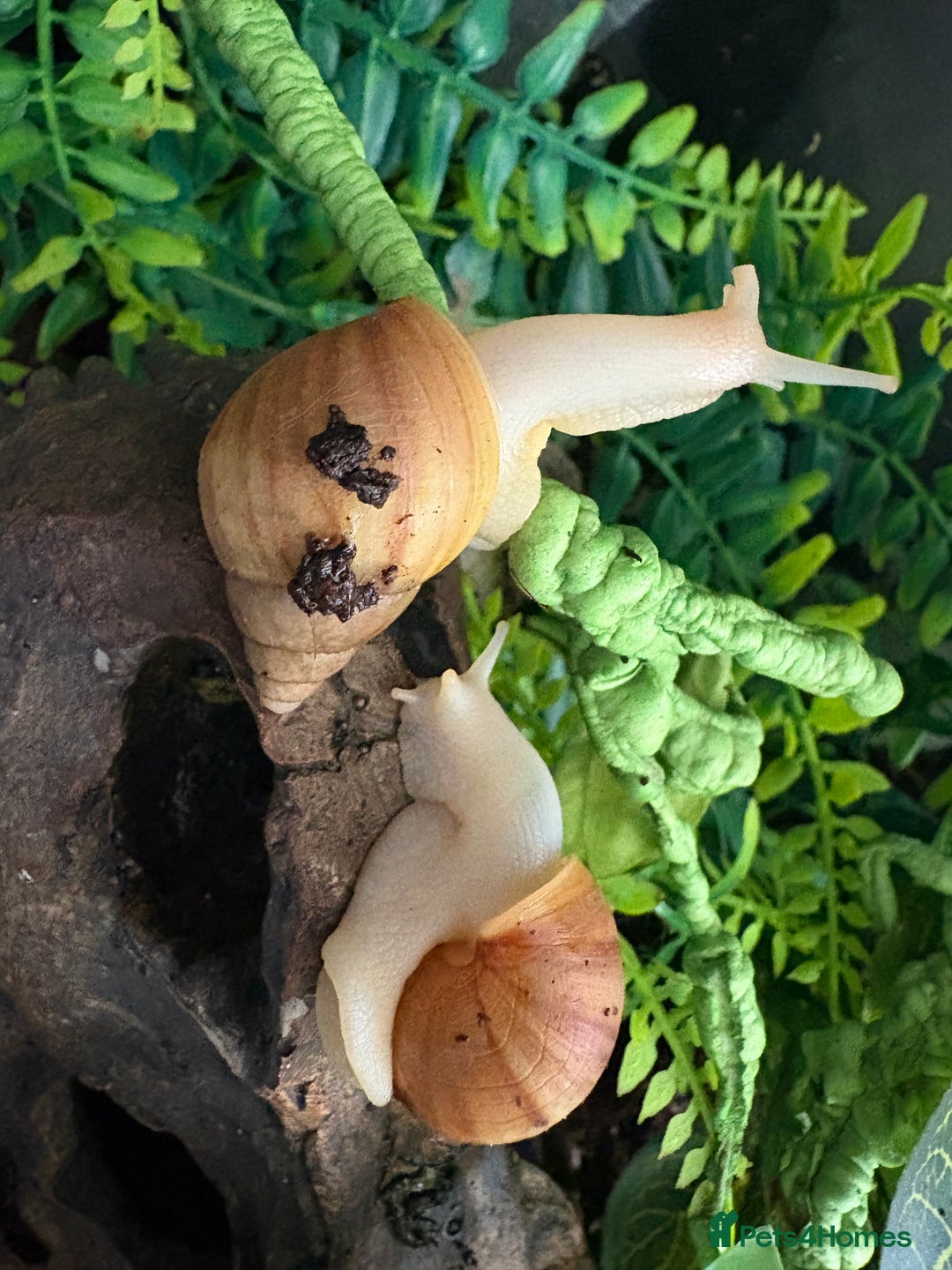 Snails invertebrates for sale: Giant African land snails  - Image 3