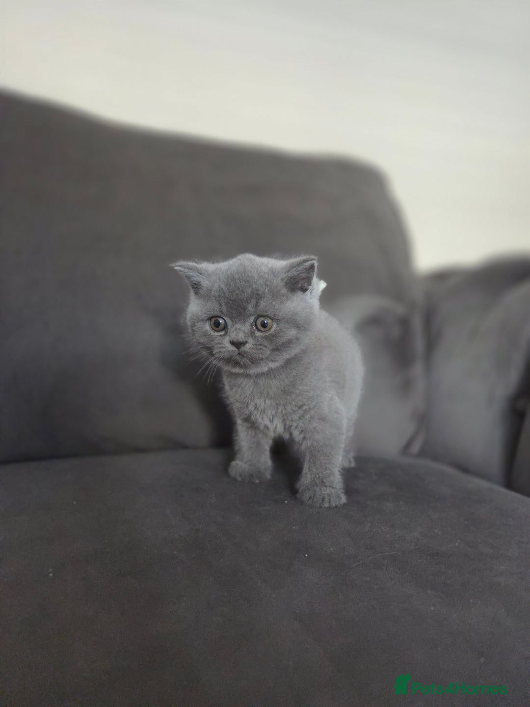 British Shorthair cats for sale: Gccf registered blue British shorthair boy left  - Advert 7
