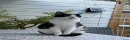 European cats for sale: Cats for sale - Advert 2