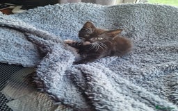 Mixed Breed cats for sale: Kitten for sale. A beautiful girl! - Advert 28