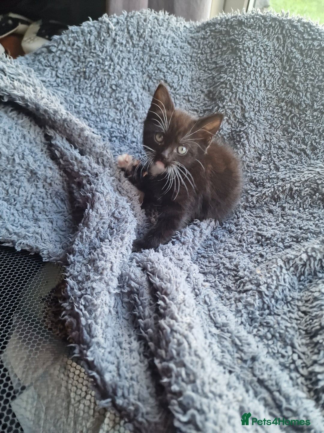 Mixed Breed cats for sale: Kitten for sale. A beautiful girl! - Advert 28