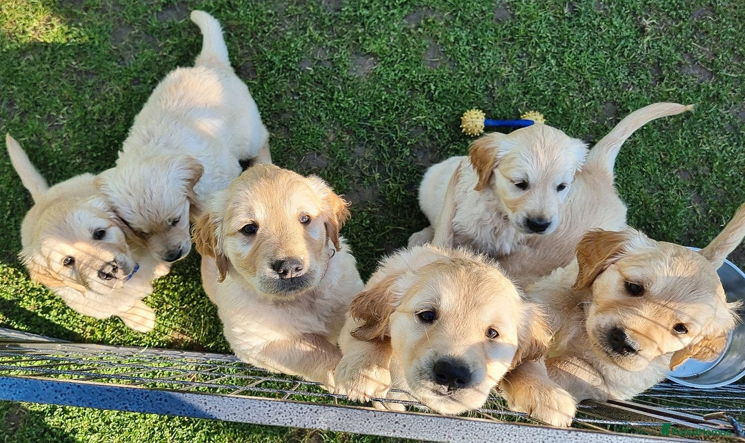 Samoyed Golden Retriever Japanese Spitz Mix Japanese Spitz X