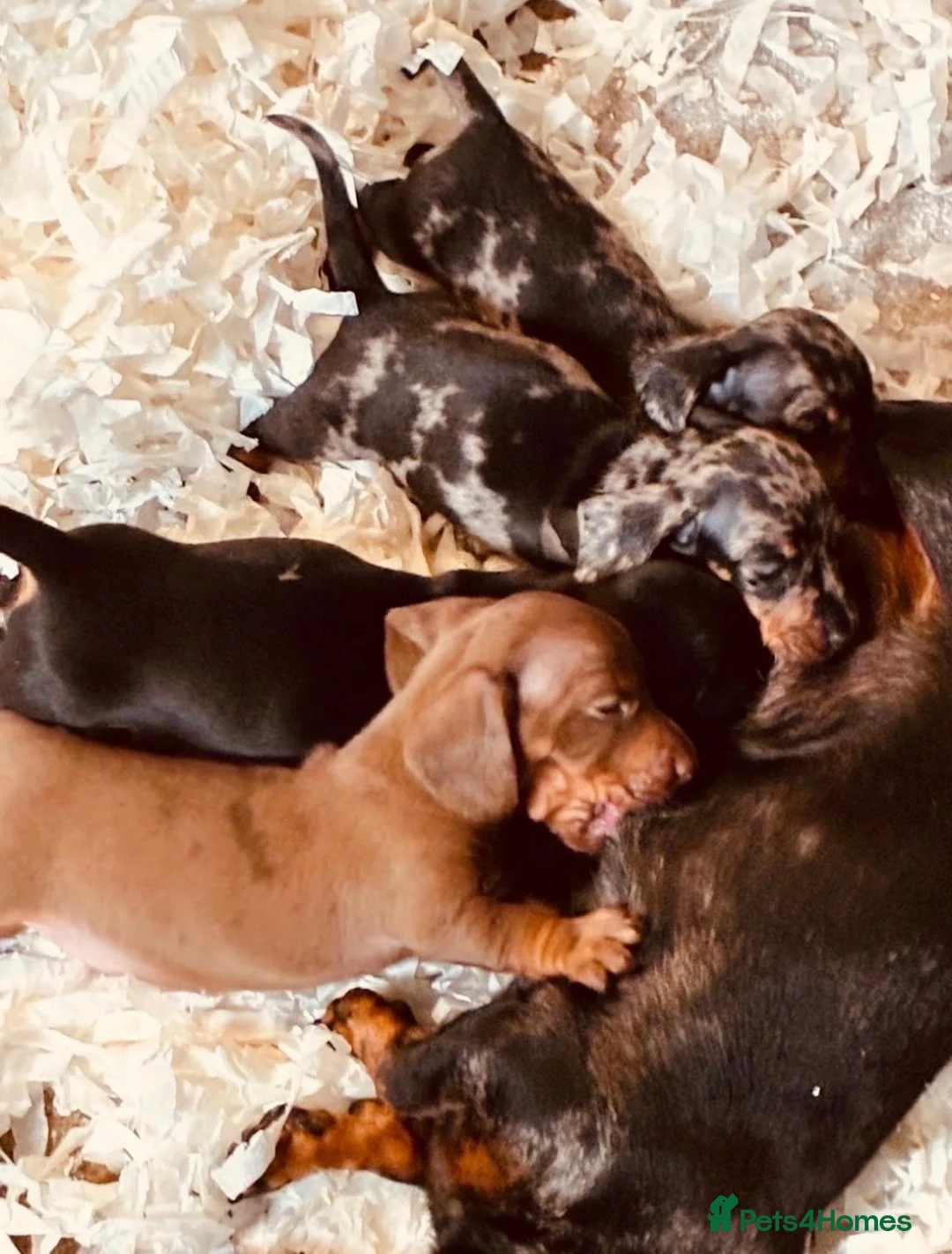 Miniature Dachshund dogs for sale: Lovely girl ready for new home  - Advert 5