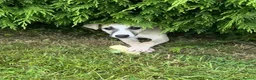 Whippet dogs for sale: Beautiful KC Whippet boy Puppy  - Advert 8