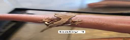 Gecko reptiles for sale: Baby crested geckos - Advert 5