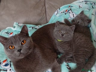 British Shorthair cats 2 years old female - Advert 2