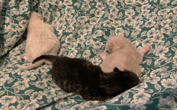 Siamese cats for sale: 🐾✨ White Siamese Maggir Became a Mum! ✨🐾 - Image 23