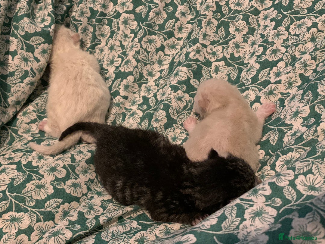 Siamese cats for sale: 🐾✨ White Siamese Maggir Became a Mum! ✨🐾 - Image 23