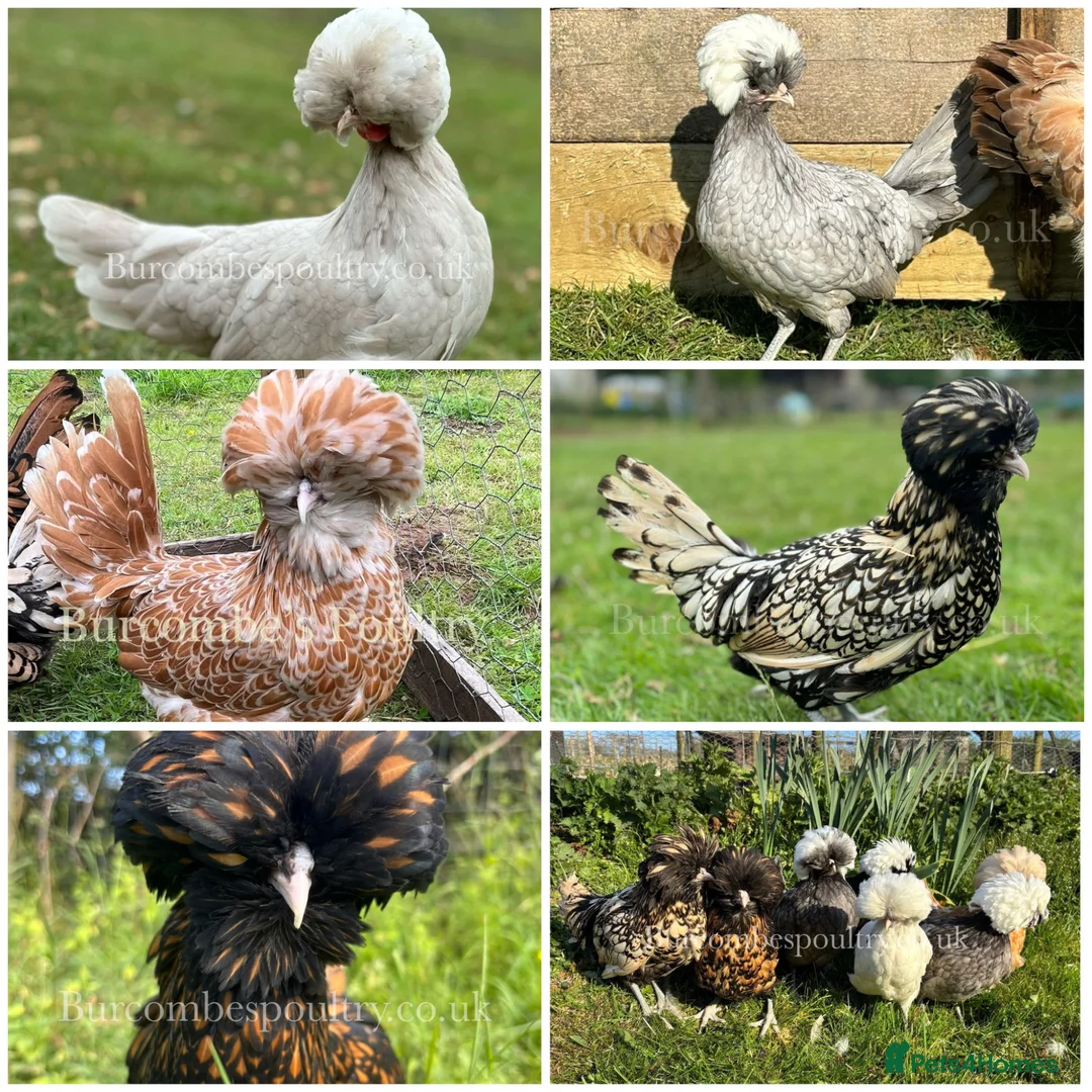 Chickens poultry for sale: Polands for sale  - Advert 1