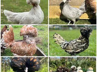 Chickens poultry Polands for sale - Advert 1