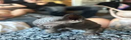 Sphynx cats for sale: Beautiful sphynx babies  - Advert 18