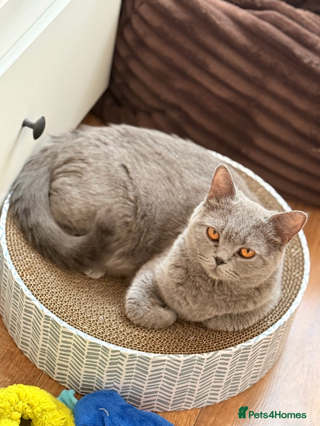 Scottish Fold cats for sale: Scottish Fold&British Shorthair.Vaccinated&Ready - Advert 2