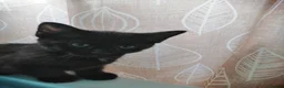Mixed Breed cats for sale: Black Ragdoll x Russian Blue kitten. - Advert 11