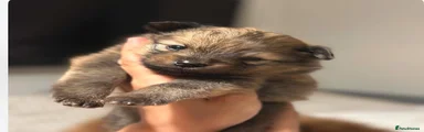 Pomeranian 3