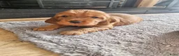 Cocker Spaniel dogs for sale: Show type cocker spaniels - Advert 3