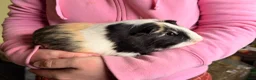 Guinea Pig rodents for sale: 4 Male Guinea Pigs in Hertford - Advert 3