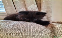 Mixed Breed cats for sale: Fluffy Female Kitten - Image 5