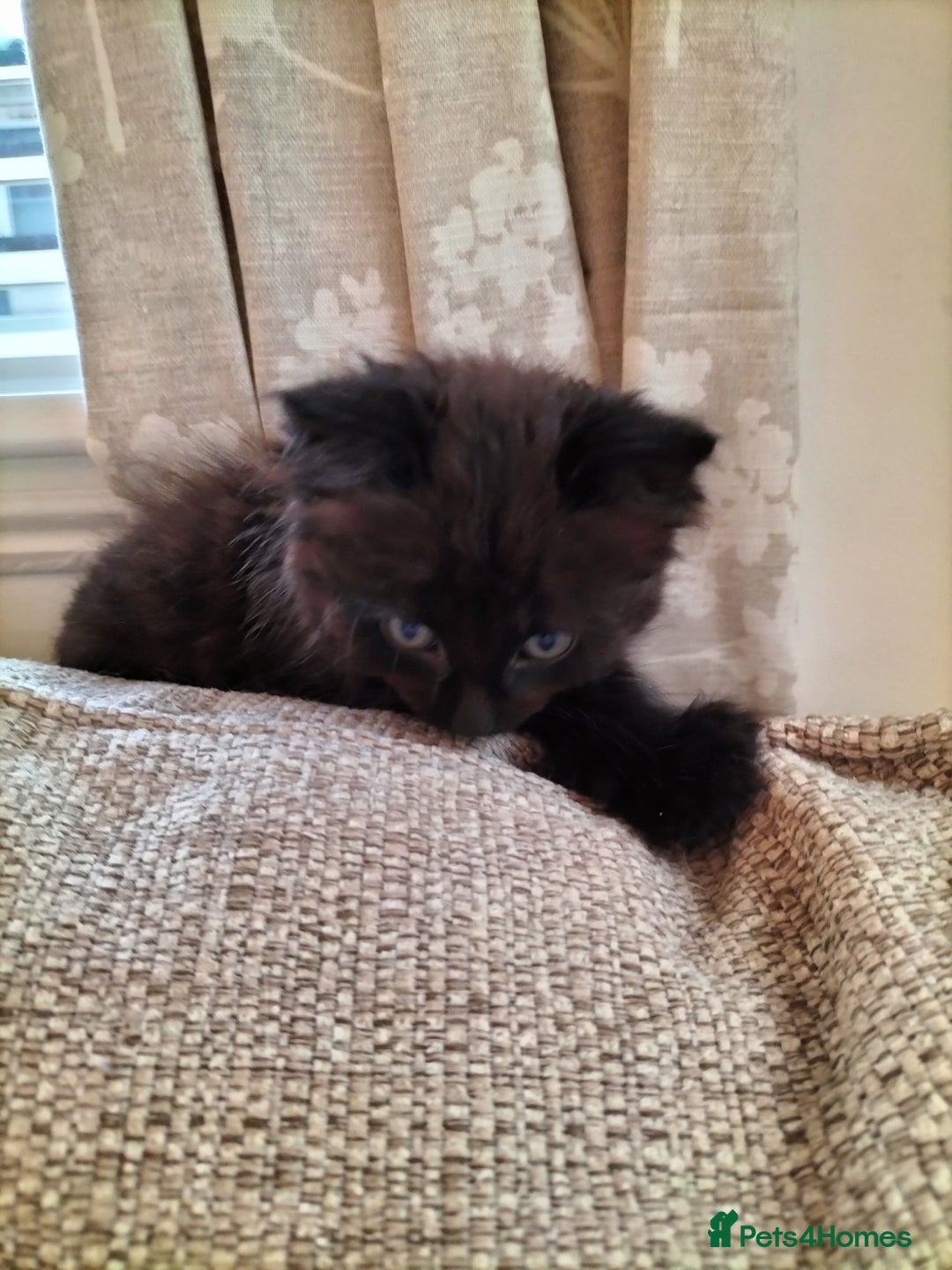 Mixed Breed cats for sale: Fluffy Female Kitten - Image 5
