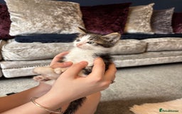 Mixed Breed cats for sale: Male kitten - Image 2