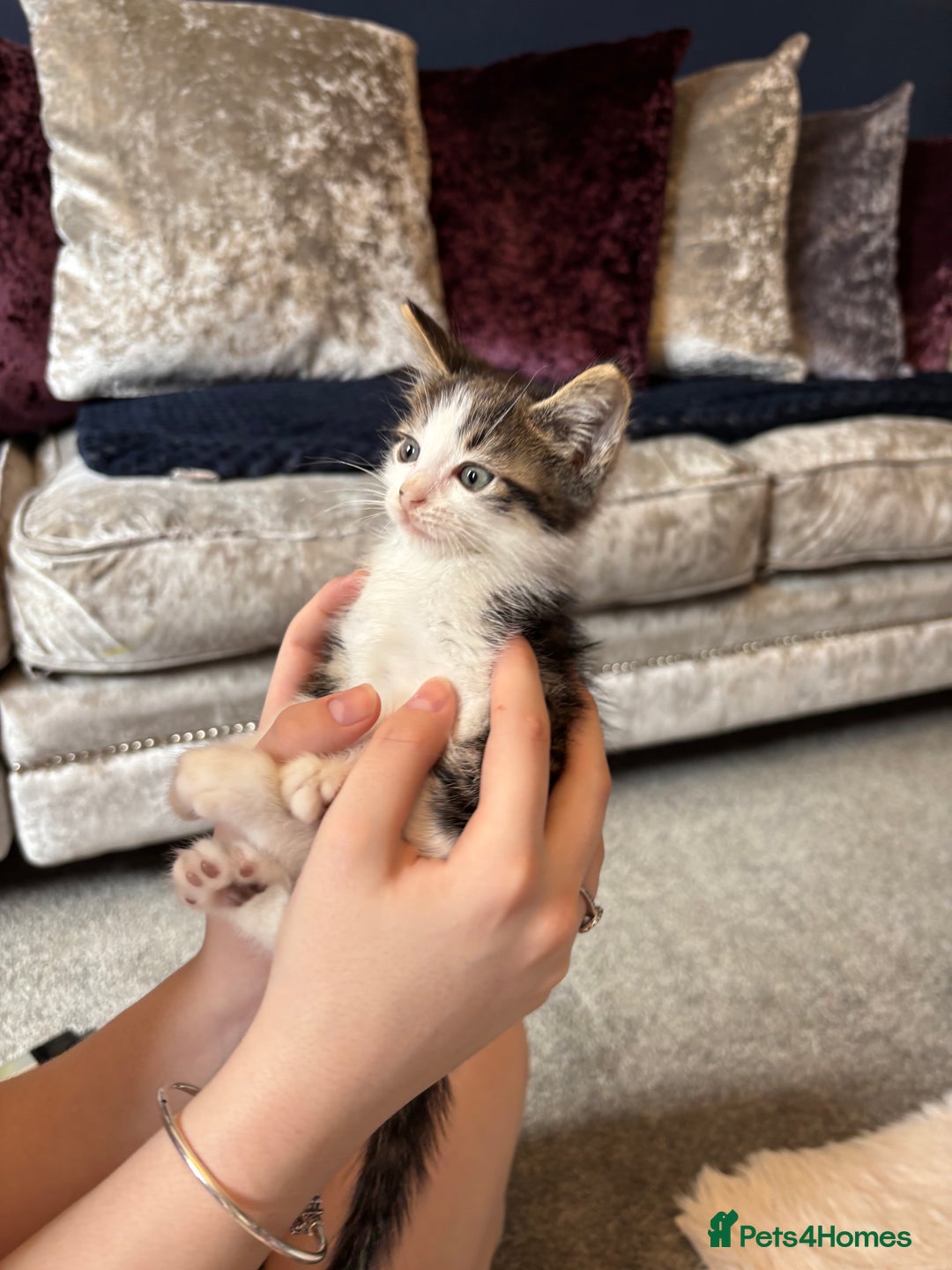 Mixed Breed cats for sale: Male kitten - Image 2
