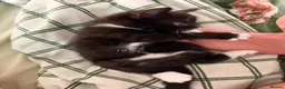 Domestic Shorthair cats for sale: 🐱 Adorable Black & White Tuxedo Kitten in Chelmsford - Advert 5